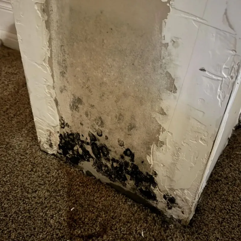 Professional Mold Removal in Greenville, OH